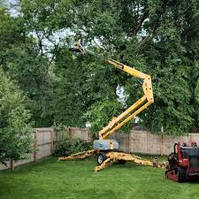 How Our Tree Care Process Works  in Princess Anne, MD